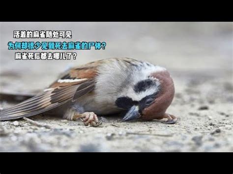 看到麻雀死掉